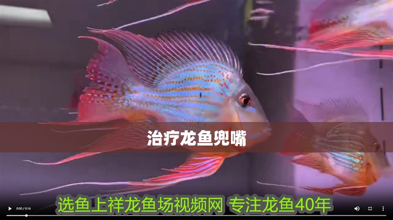 治療龍魚兜嘴