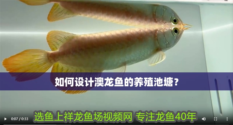 給大魚缸換水的作文:體驗給大魚缸換水的樂趣:體驗給大魚缸換水:給大魚缸換水的作文 如何設計澳龍魚的養殖池塘? 龍魚百科 如何設計澳龍魚的養殖池塘? 如何設計澳龍魚的養殖池塘? 龍魚百科