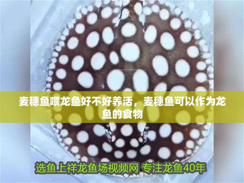 麥穗魚喂龍魚好不好養(yǎng)活，麥穗魚可以作為龍魚的食物 麥穗魚喂龍魚好不好養(yǎng)活，麥穗魚可以作為龍魚的食物 龍魚百科 第2張