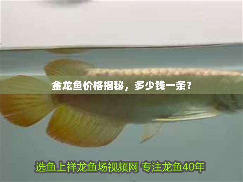 金龍魚價格揭秘，多少錢一條？