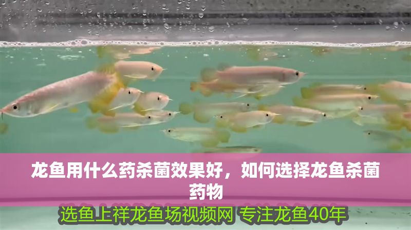 龍魚用什么藥殺菌效果好，如何選擇龍魚殺菌藥物