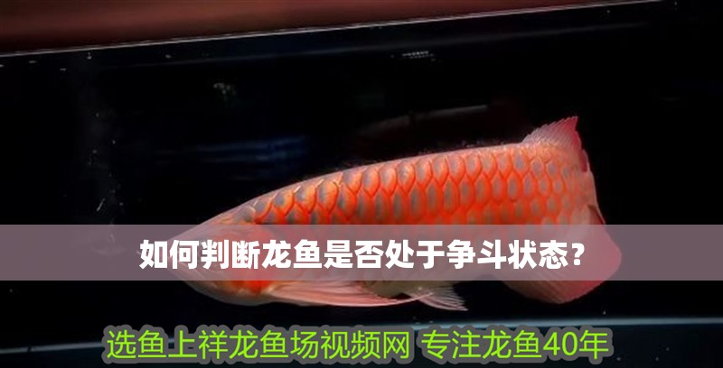 如何判斷龍魚是否處于爭斗狀態？ 如何判斷龍魚是否處于爭斗狀態？ 龍魚百科