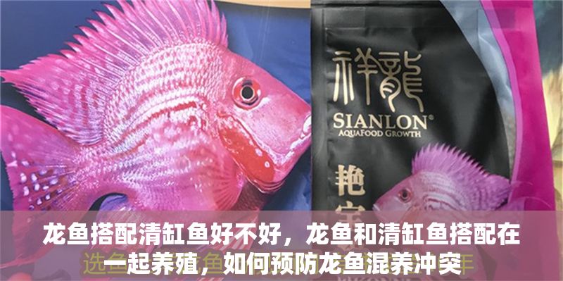 龍魚搭配清缸魚好不好，龍魚和清缸魚搭配在一起養殖，如何預防龍魚混養沖突