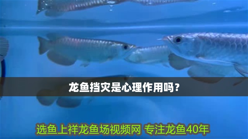 龍魚擋災(zāi)是心理作用嗎？