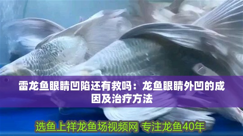 雷龍魚眼睛凹陷還有救嗎：龍魚眼睛外凹的成因及治療方法