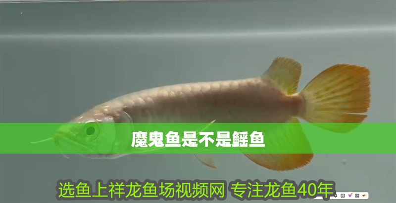 魔鬼魚是不是鰩魚