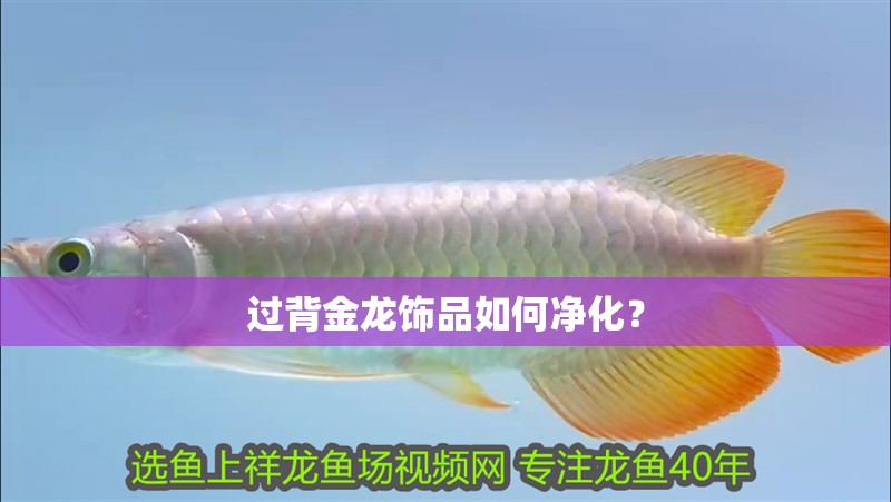 過背金龍飾品如何凈化？ 過背金龍飾品如何凈化？ 龍魚百科