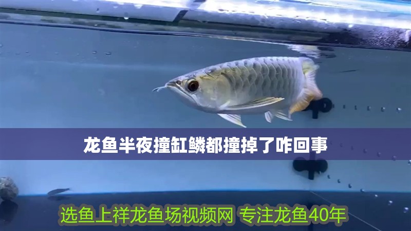 龍魚半夜撞缸鱗都撞掉了咋回事