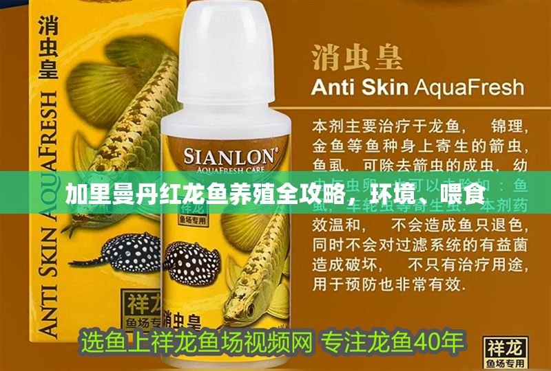 加里曼丹紅龍魚養殖全攻略，環境、喂食