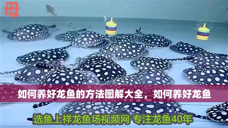 如何養好龍魚的方法圖解大全，如何養好龍魚 如何養好龍魚的方法圖解大全，如何養好龍魚 龍魚百科 第6張