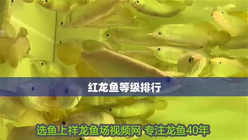 紅龍魚等級排行 紅龍魚等級排行 龍魚百科
