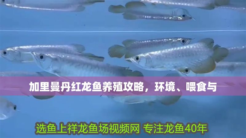加里曼丹紅龍魚養(yǎng)殖攻略，環(huán)境、喂食與