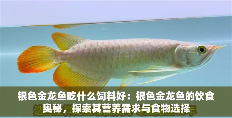 銀色金龍魚(yú)吃什么飼料好：銀色金龍魚(yú)的飲食奧秘，探索其營(yíng)養(yǎng)需求與食物選擇