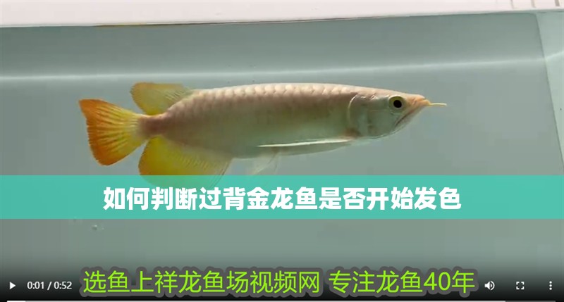 如何判斷過背金龍魚是否開始發(fā)色