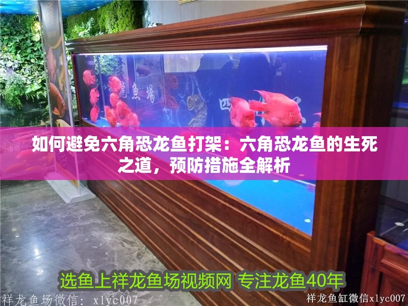如何避免六角恐龍魚打架：六角恐龍魚的生死之道，預(yù)防措施全解析 如何避免六角恐龍魚打架：六角恐龍魚的生死之道，預(yù)防措施全解析 水族問答