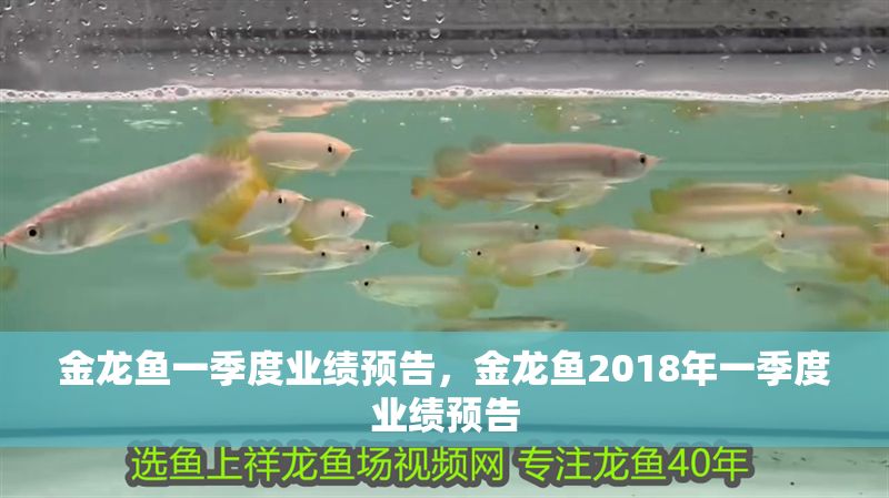 金龍魚一季度業績預告，金龍魚2018年一季度業績預告