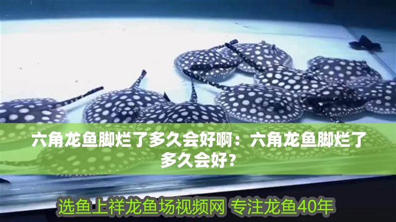 六角龍魚腳爛了多久會(huì)好啊：六角龍魚腳爛了多久會(huì)好？
