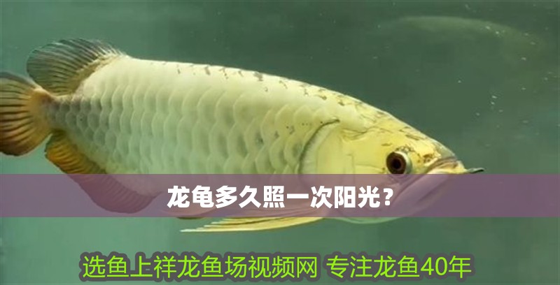 龍龜多久照一次陽光？