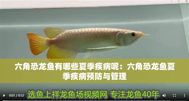 六角恐龍魚有哪些夏季疾病呢：六角恐龍魚夏季疾病預防與管理
