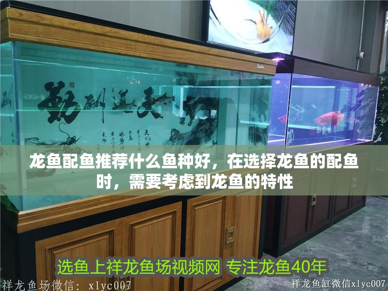 龍魚配魚推薦什么魚種好，在選擇龍魚的配魚時(shí)，需要考慮到龍魚的特性