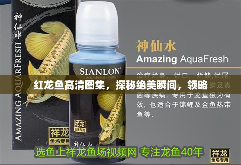 紅龍魚高清圖集，探秘絕美瞬間，領(lǐng)略