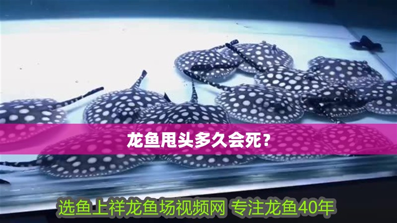 龍魚甩頭多久會死？