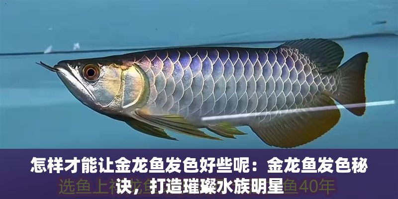 怎樣才能讓金龍魚發色好些呢：金龍魚發色秘訣，打造璀璨水族明星