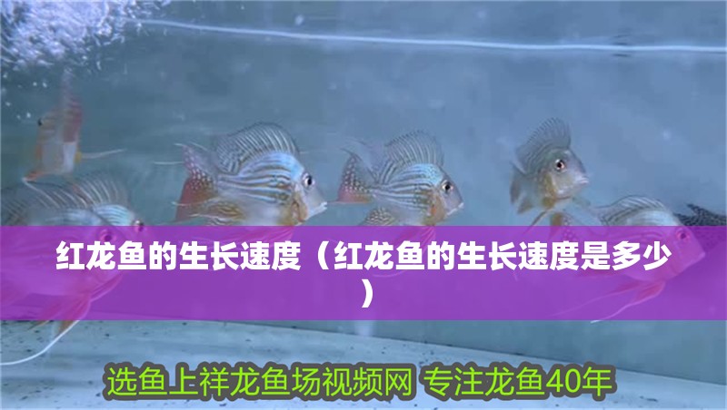 紅龍魚的生長速度（紅龍魚的生長速度是多少） 紅龍魚的生長速度（紅龍魚的生長速度是多少） 龍魚百科