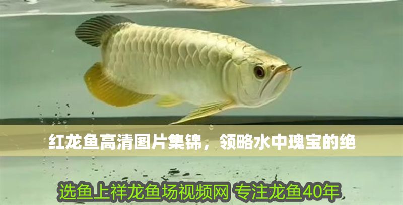 紅龍魚高清圖片集錦，領略水中瑰寶的絕