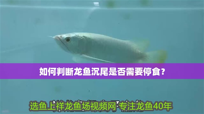如何判斷龍魚沉尾是否需要停食？