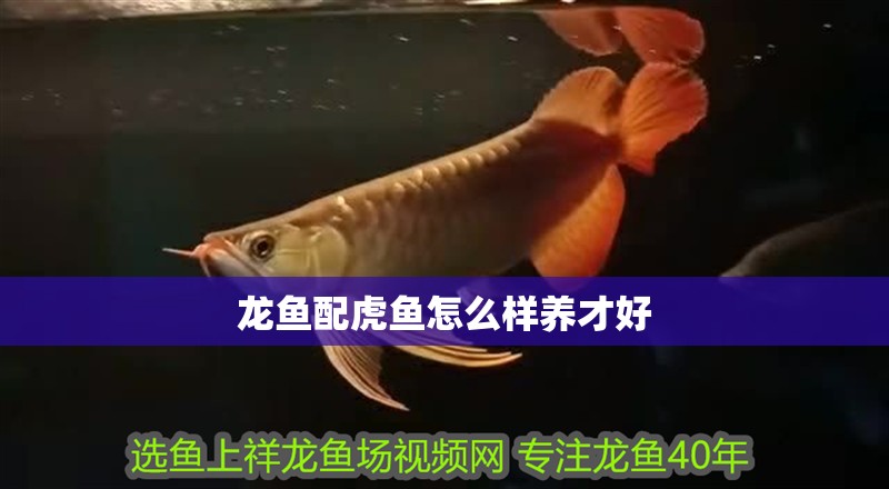 龍魚配虎魚怎么樣養才好