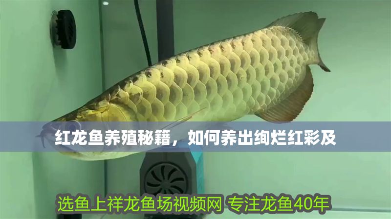紅龍魚養殖秘籍，如何養出絢爛紅彩及