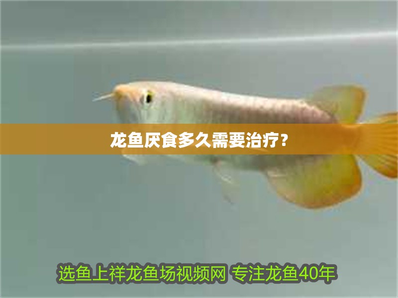 龍魚厭食多久需要治療？ 龍魚厭食多久需要治療？ 龍魚百科