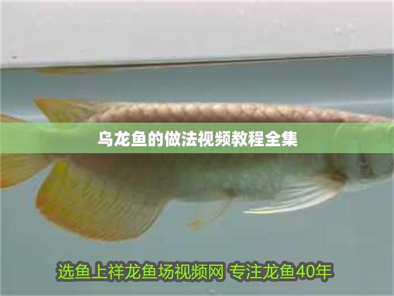 烏龍魚的做法視頻教程全集