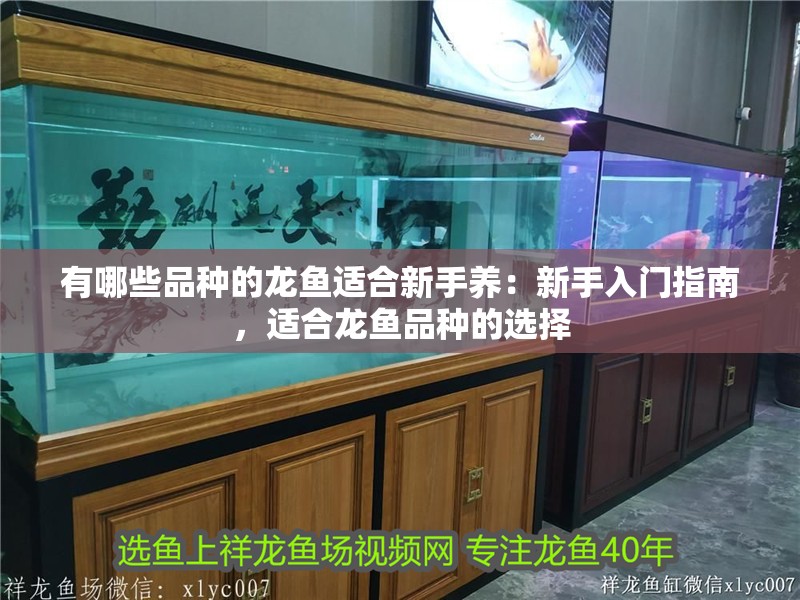 有哪些品種的龍魚適合新手養(yǎng)：新手入門指南，適合龍魚品種的選擇