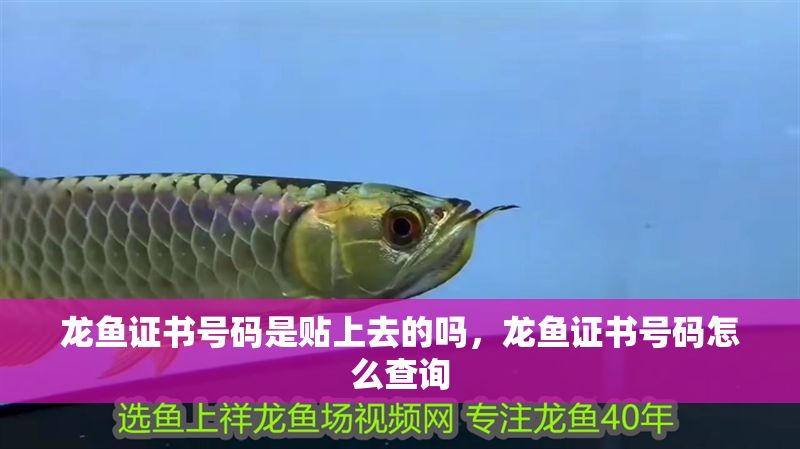 龍魚證書號碼是貼上去的嗎，龍魚證書號碼怎么查詢