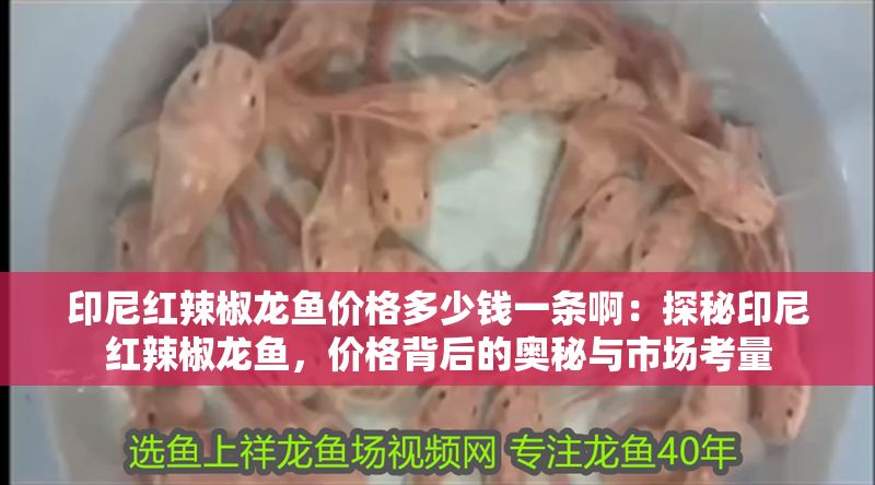 印尼紅辣椒龍魚價格多少錢一條啊：探秘印尼紅辣椒龍魚，價格背后的奧秘與市場考量
