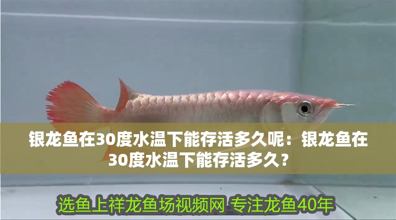 銀龍魚在30度水溫下能存活多久呢：銀龍魚在30度水溫下能存活多久？