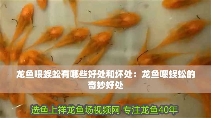 龍魚喂蜈蚣有哪些好處和壞處：龍魚喂蜈蚣的奇妙好處