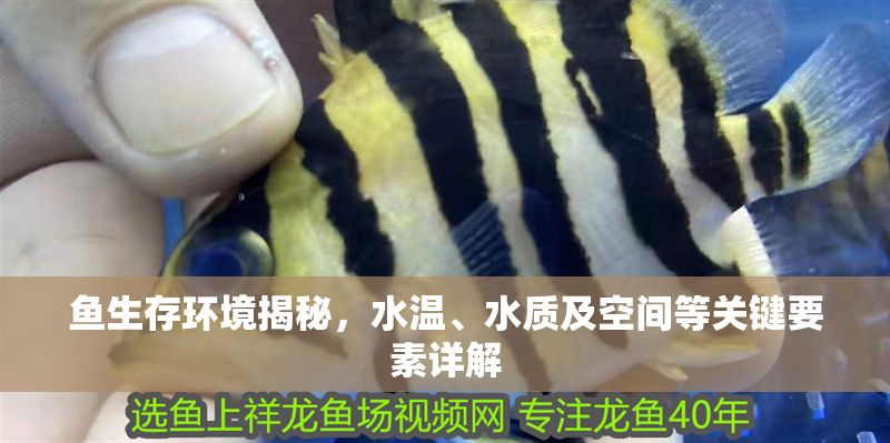 魚生存環境揭秘，水溫、水質及空間等關鍵要素詳解