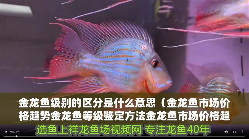 金龍魚級別的區分是什么意思（金龍魚市場價格趨勢金龍魚等級鑒定方法金龍魚市場價格趨勢）