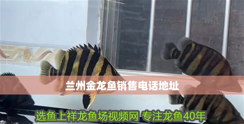 蘭州金龍魚銷售電話地址