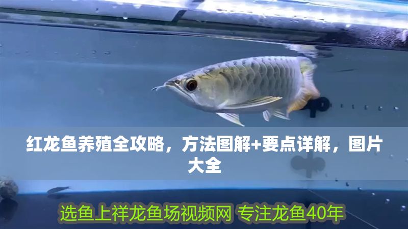 紅龍魚養殖全攻略，方法圖解+要點詳解，圖片大全