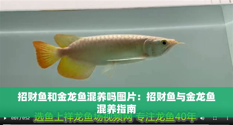 招財魚和金龍魚混養嗎圖片：招財魚與金龍魚混養指南