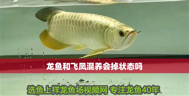 龍魚和飛鳳混養會掉狀態嗎 龍魚和飛鳳混養會掉狀態嗎 龍魚百科