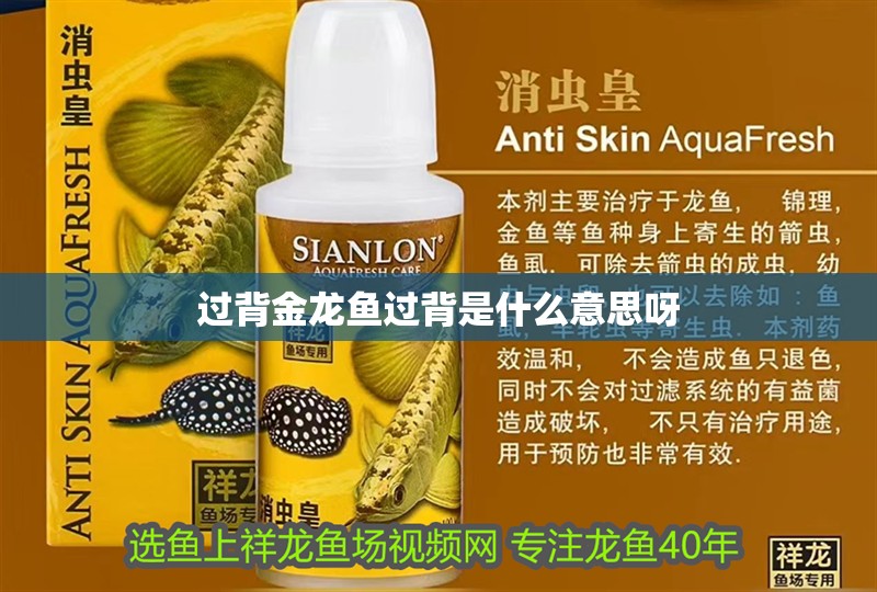 過背金龍魚過背是什么意思呀