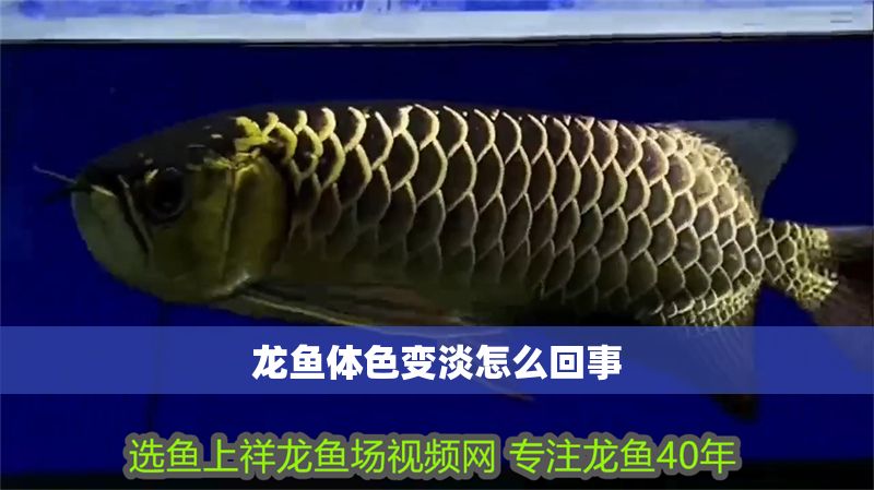 龍魚體色變淡怎么回事