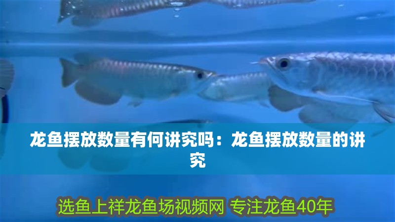 龍魚擺放數量有何講究嗎：龍魚擺放數量的講究