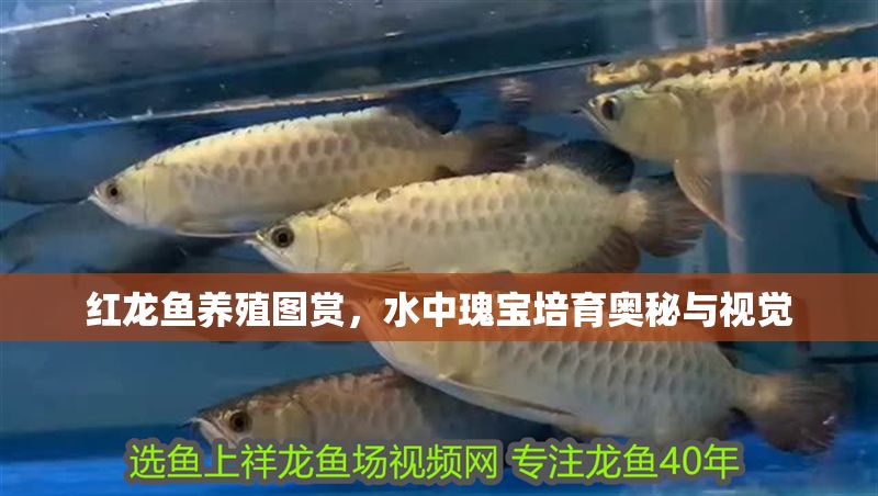 紅龍魚養殖圖賞，水中瑰寶培育奧秘與視覺