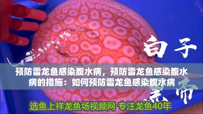 預防雷龍魚感染腹水病，預防雷龍魚感染腹水病的措施：如何預防雷龍魚感染腹水病